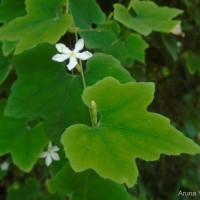 <i>Trichosanthes tubiflora</i>  (Wight & Arn.) H.J.de Boer